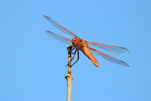 Dragonfly Blue Sky 06