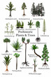 Prehistoric Plants and Trees - A collection of plants, trees, ferns that lived during prehistoric periods of Earth's history.