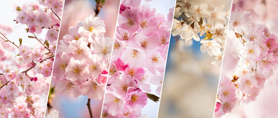 Set collection of spring backgrounds with flowering branches of spring trees.  suitable for web sites