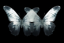 Macro Photography Of Two Butterflies With Big Wings, Black And White Colors Concept, X-ray Style. Creative Image For Printing.