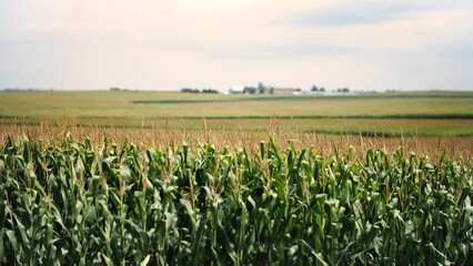 Wall Mural - Large corn field with close focus
