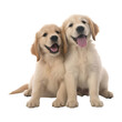 2 playful golden retriever puppies isolated