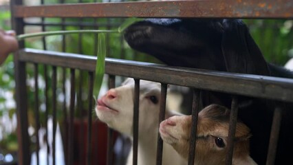 Sticker - Little girl feeding grass to little goats in metal cage.