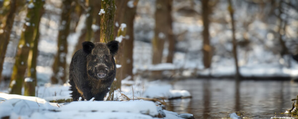 Wall Mural - Wild pig with snow. Young Wild boar, Sus scrofa, in wintery forest