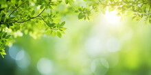 Sunshine Through Blurred Green Trees, Empty Abstract Summer Or Spring Background Banner With Defocused Lights And Copy Space