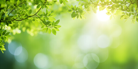 sunshine through blurred green trees, empty abstract summer or spring background banner with defocused lights and copy space