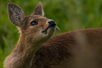 Wall Mural - Chinese water deer fawn