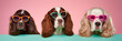 funny studio portrait of 3 spaniels wearing colourful sunglasses