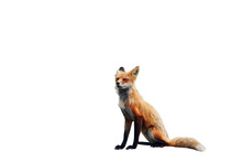  Fox Isolated On White Wallpaper Of Background In Png