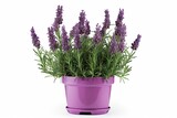 Fototapeta Lawenda - Scented beauty of nature. Aromatic allure. Lavender blooms in full splendor on white background isolated. Provence perfection. Exploring delicate charms