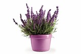 Fototapeta Lawenda - Scented beauty of nature. Aromatic allure. Lavender blooms in full splendor on white background isolated. Provence perfection. Exploring delicate charms