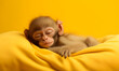 bébé singe en train de dormir dans un lit, fond jaune