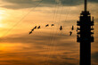 Seagulls flying against the background of the setting sun near the radio tower