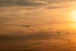 Seagulls flying against the setting sun
