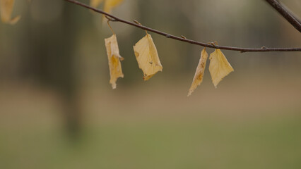 Wall Mural - closeup shot of yellow leaves on small branch