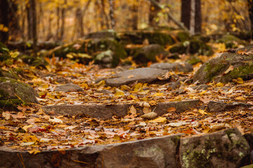 fallen autumn leaves on steps in the forest