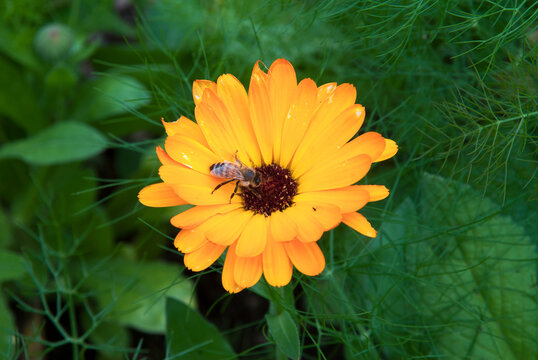 souci, calendula, Calendula Officinalis; Abeille européenne, abeille mellifère, apis mellifera
