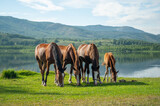 Fototapeta Sawanna - Group of 4 brown horses eating grass on pasture synchronously