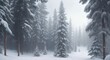 A misty winter forest with tall pine trees