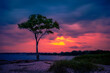 Milford Connecticut Sunset Seascape with a lone hickory tree over the jetty at Silver Sands State Park, Charles Island view on Long Island Sound Beach