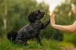 © Oskar - Dog training, cute black maltipoo dog doing tricks in the park, smart dog follows commands to give a high five