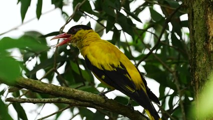 Wall Mural - The genus Oriolus consists of a group of colorful and melodious birds known as orioles. These birds are widely distributed across various regions of the world