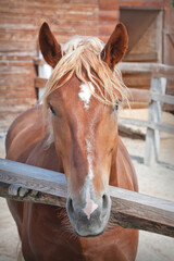 Portrait of a beautiful curly brown horse.