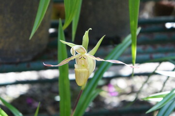 Yellow orchid