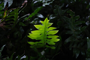 Wall Mural - close up detail of a fern. fresh green fern leaves in the forest.