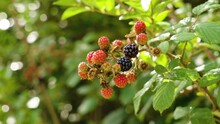 Ripening Wild Uncultivated Bramble Berries On A Green Branch Close Up