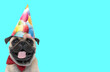 pug dog wearing birthday hat and sticking out tongue