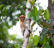 Baby Proboscis Monkey Carefully Observing The Environment