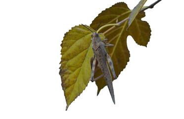 Wall Mural - A grasshopper on a leaf