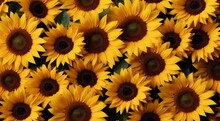Background Of Sunflowers, Sunflower Field Background, Sunflower Field In Summer, Sunflower Wallpaper