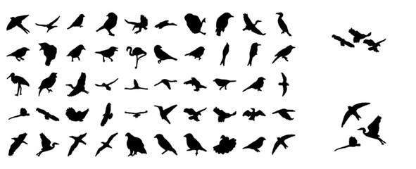 bird (animal set)