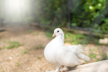 Wall Mural - Beautiful white dove on branch looking at camera.