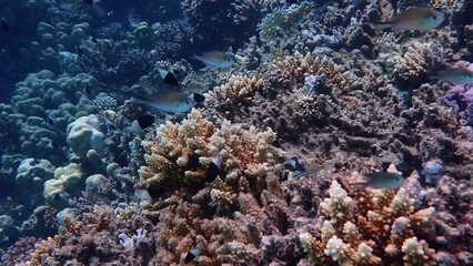 Wall Mural - Colorful coral reef in egypt