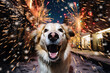Cute labrador dog scared and terrified of New Year's Eve fireworks