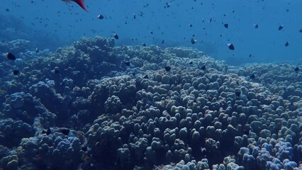 Wall Mural - Colorful coral reef in the red sea