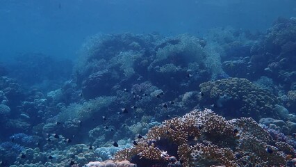 Wall Mural - Steady shot of coral reef in the red sea