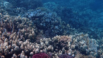 Wall Mural - Coral garden in the red sea