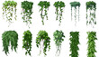 Set of various creeper plants, 3d render, transparent background, png cutout