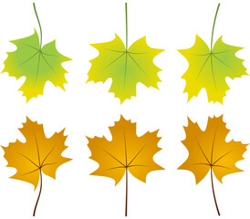 autumn leafs foliage falling graphic illustrated colours gold orange green