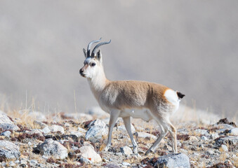 tibetan gazelle from gurudongmar of north sikkim