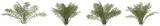 Set of Salacca edulis plant or salak plam with isolated on transparent background. PNG file, 3D rendering illustration, Clip art and cut out