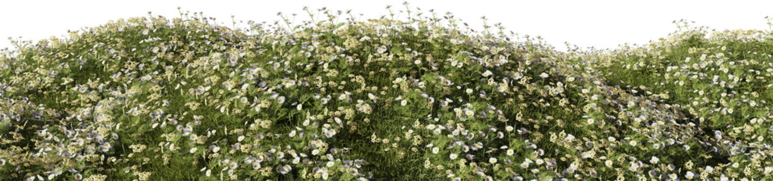 Evergreen Grass field and colorful flower in nature, Flowres on garden in springtime, Tropical forest isolated on transparent background - PNG file, 3D rendering illustration