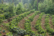 A young plantation of coffee that is in rows in a hill 