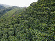 Coffee plants cultivated on a hill in a circular way