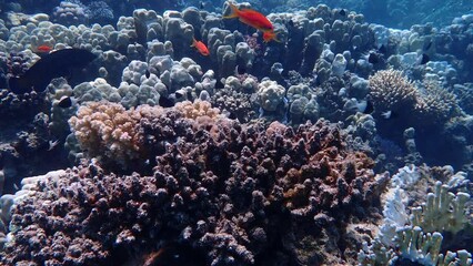 Wall Mural - Video of shallow vibrant coral reef in the red sea