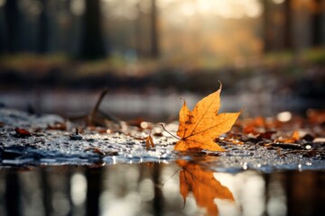 Canvas Print - fallen leaves in the ground in autumn under morning light